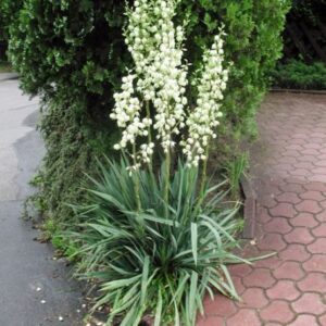 Yucca Plants for sale