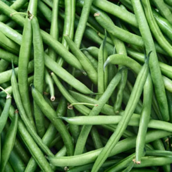 Green beans (Phaseolus vulgaris)