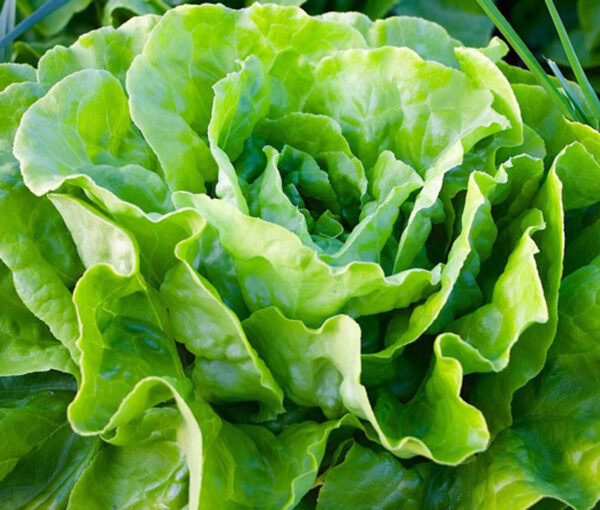 Lettuce (Lactuca sativa)