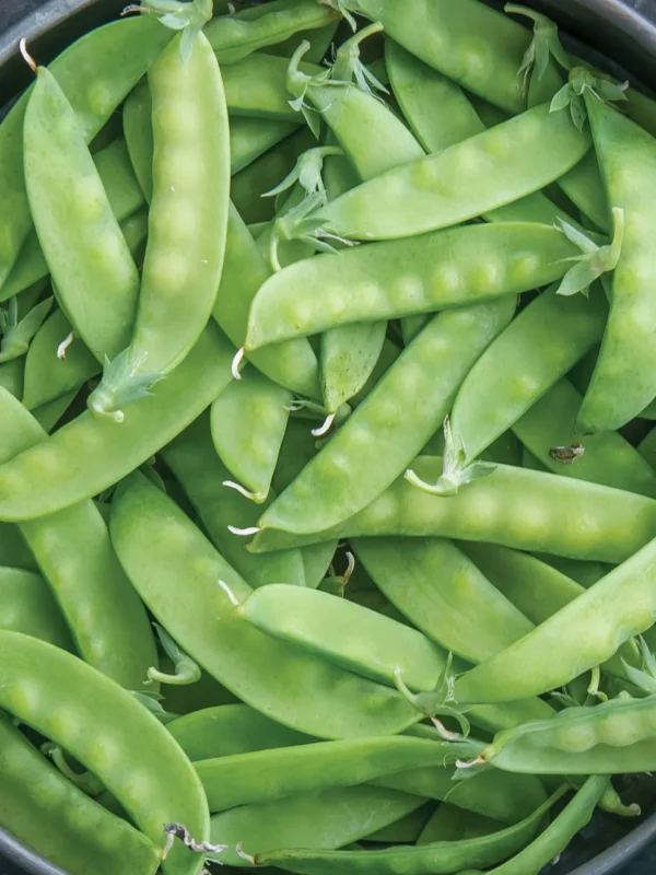 Pea