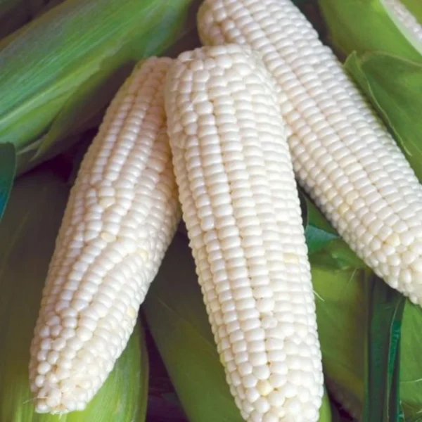 White Waxy Corn